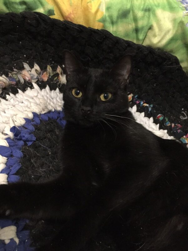 Черная кошка Черничка