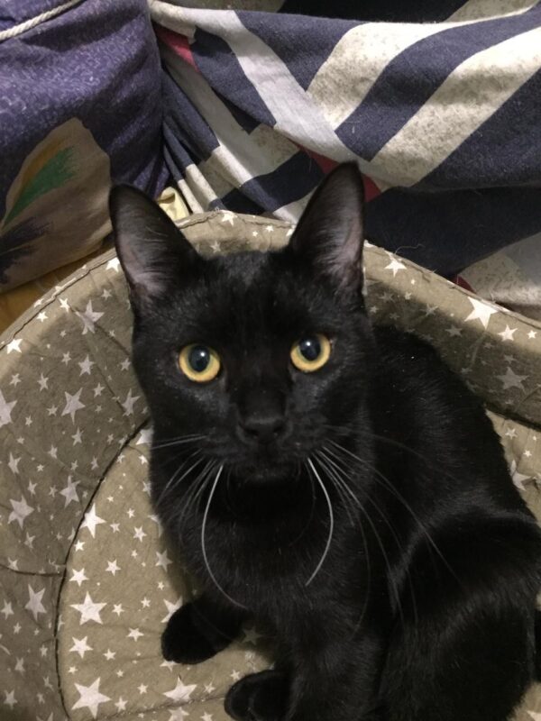 Черная кошка Смородинка