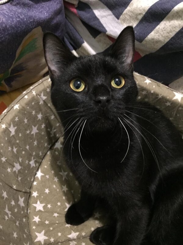 Черная кошка Смородинка