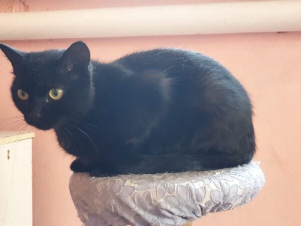 Черный кот Боня