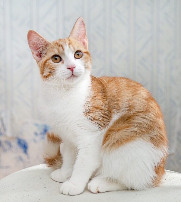 Рыже-белый кот солнышко