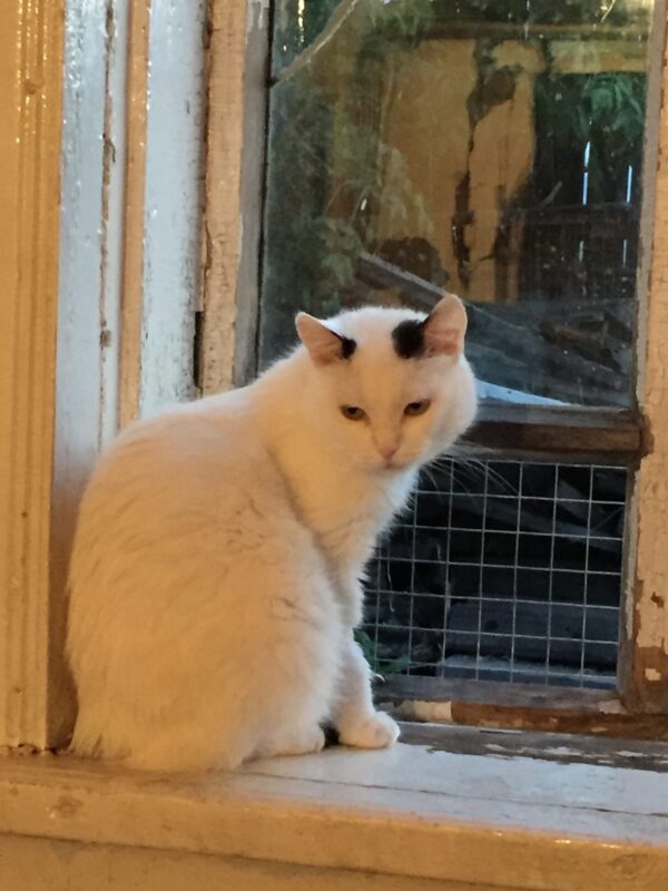 Бело-черная кошка Ласка