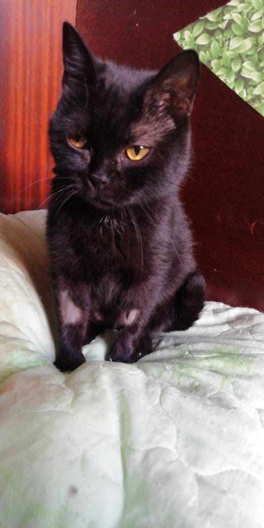 Черная кошка Ника