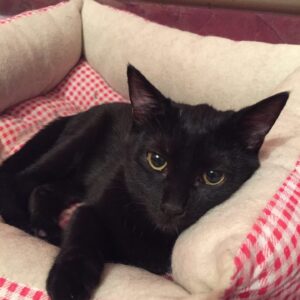 Черная кошка Венера