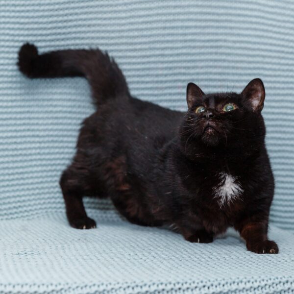Черный кот Крош