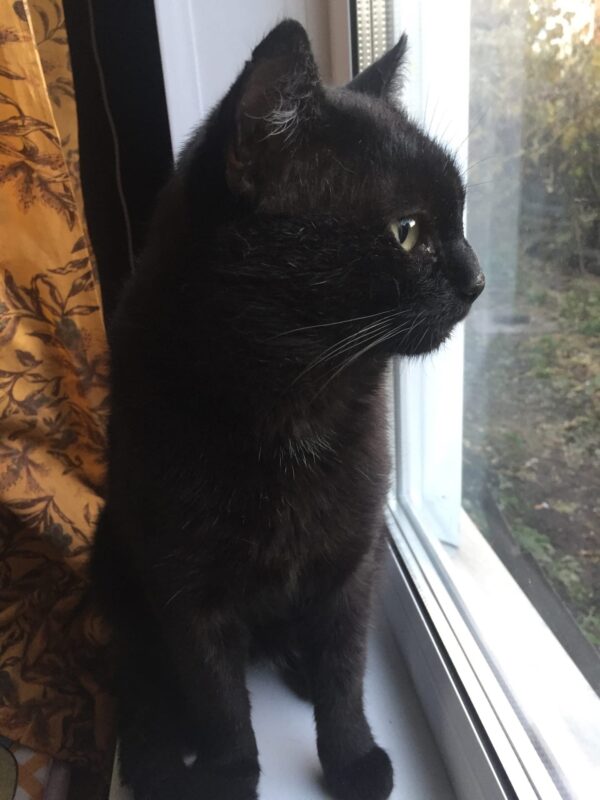 Черный кот Лапик