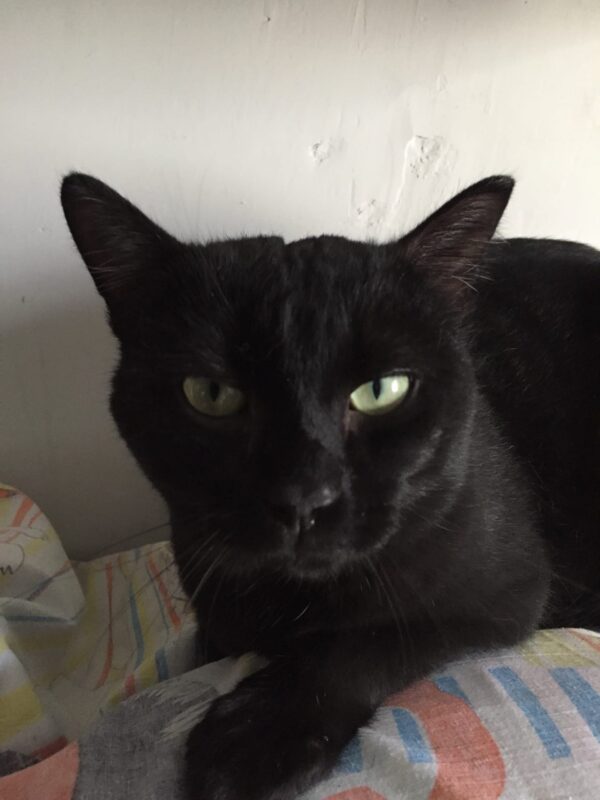 Черный кот Сапфир