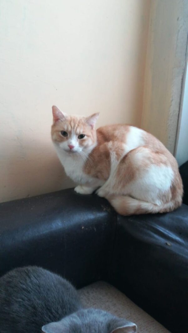 Рыже-белый кот Перс