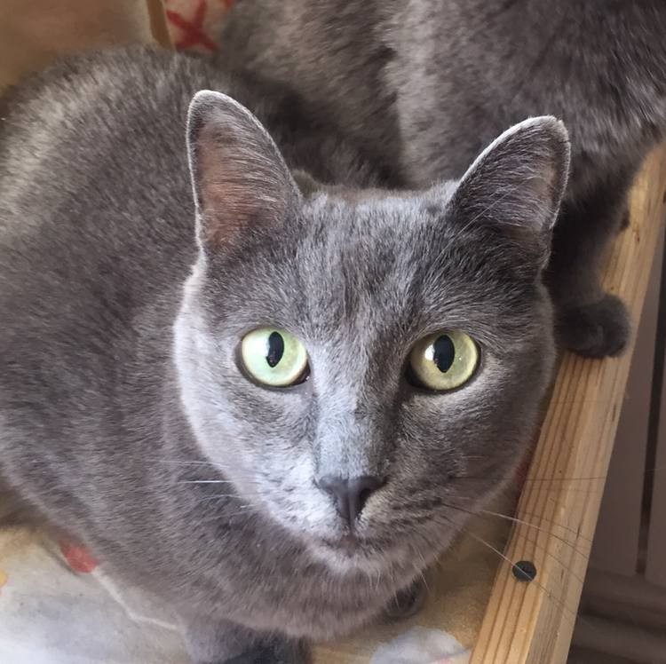 Серый кот Хан