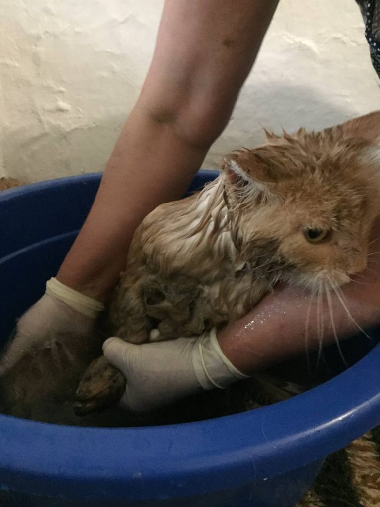 Спасенный котик: первое купание в его жизни