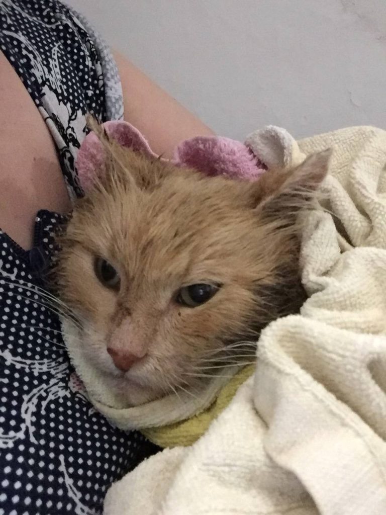 Спасенный котик: первое купание в его жизни