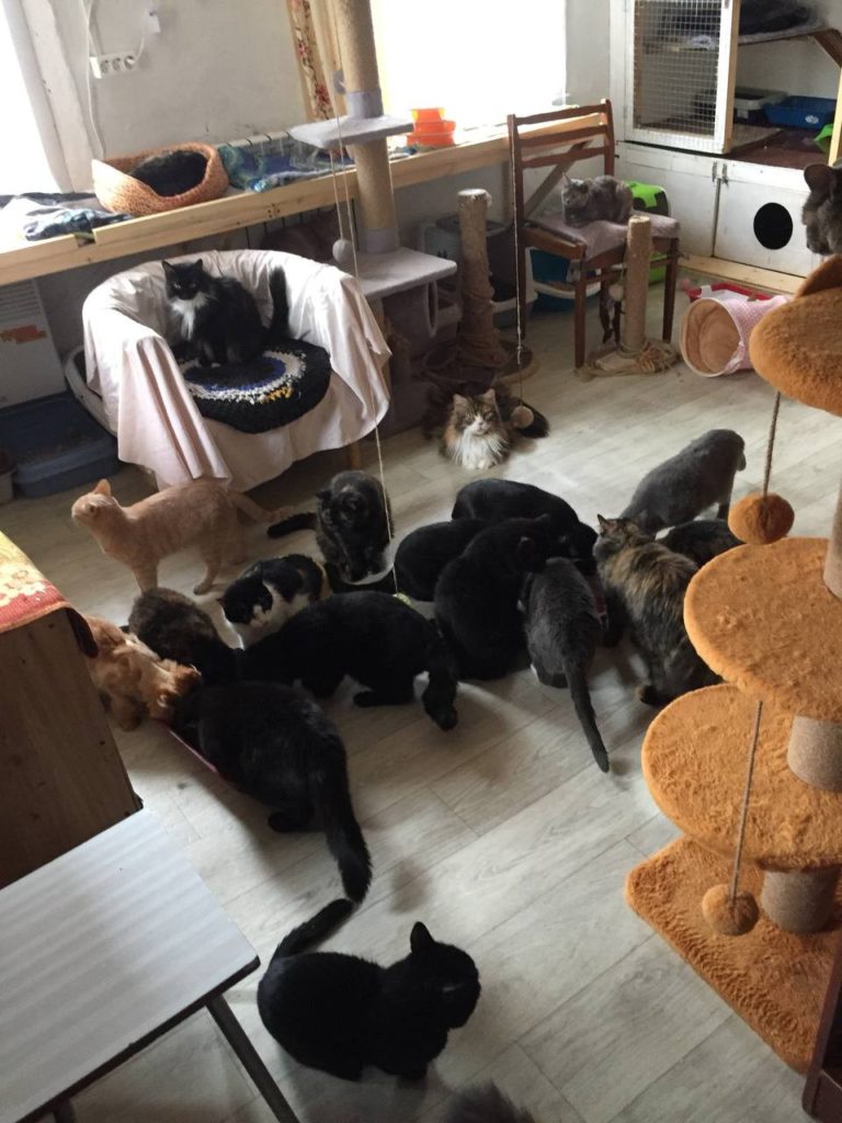 Приют для кошек в Новосибирске