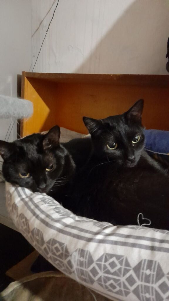Черные кошки на лежанке