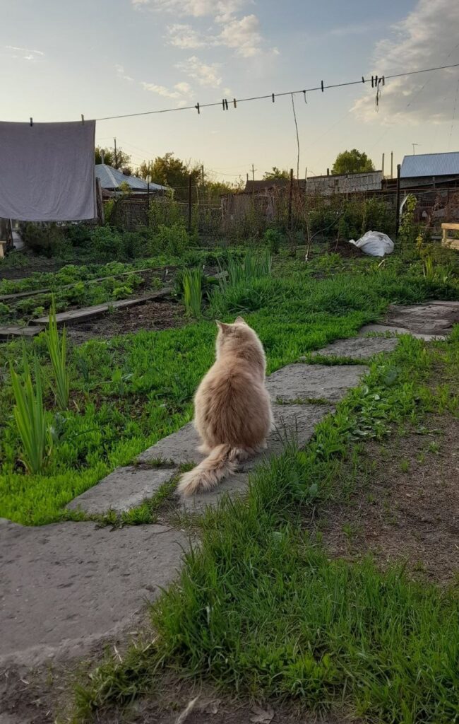 Котик сидит в огороде