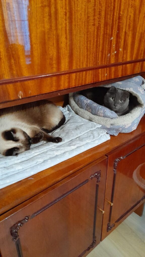 Котики спят на лежанках